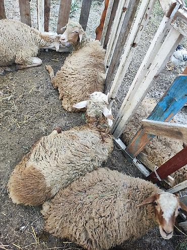 cins ineklerin satisi: 6-7 aylıq arpa ilə bəslənən erkək quzulardı. Diri çəki ilə verilir — 2