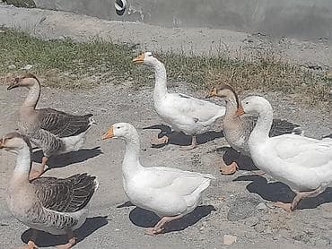 qurdbasar satilir: Erkək, | Linda, Damazlıq, Ödənişli çatdırılma — 2