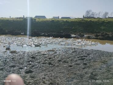 Məhsul: Ağ ördəklər (ferma yetişdirilməsi) Təsvir: - Açıq ördəklikdə