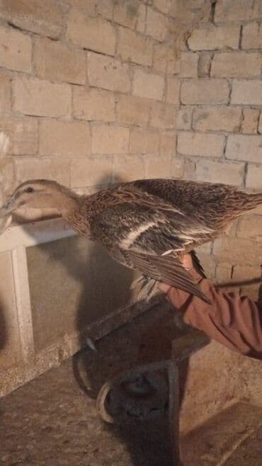 Satlıq ördəklər.Ördəklər diri və kəsilmiş satılır.Diri 1kq 10 azn — 2