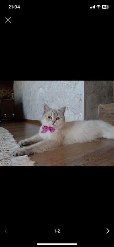 pişik satilir: Fars — 4