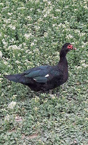 qaqa ördəyi: Erkək, Damazlıq, Pulsuz çatdırılma — 1