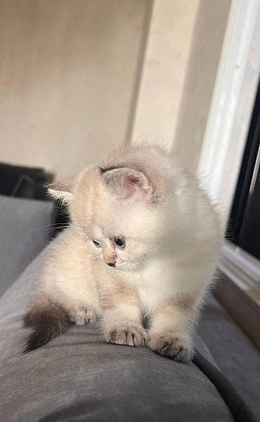 ucuz pişik: Şinşilla — 6