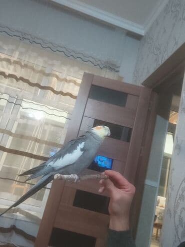 Çaydanlar: Nimfa (Cockatiel) tutuquşu - Rəng: boz gövdə, ağ qanad ləkələri, sarı — 1