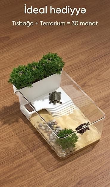 Tısbağa + terrarium dəsti - “İdeal hədiyyə” konsepti - Komplekt