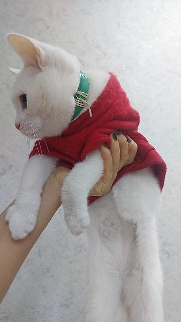 Gəmiricilər: Məhsul: Ev pişiyi (yavru və yetkin) - Növlər: - Şirin, tüklü — 2