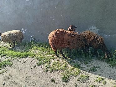 balalı qoyunlar: Dişi, Qala, il: 1, 50 kq, Damazlıq, Ünvandan götürmə — 4