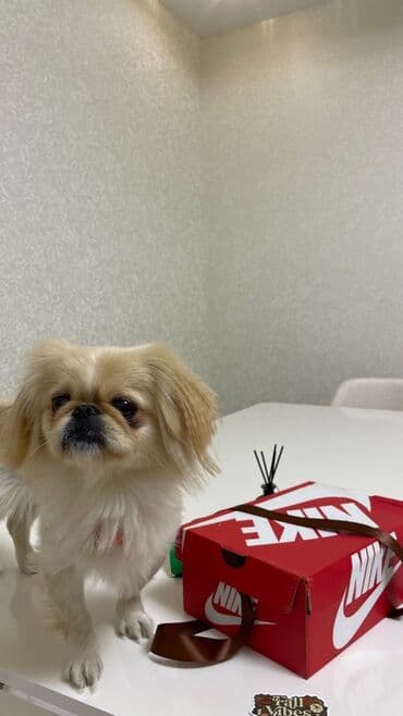Gəmiricilər: Pekines — 5