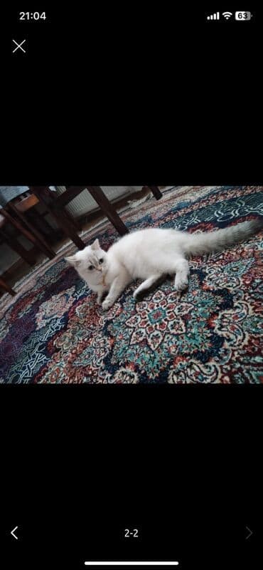 pişik satilir: Fars — 3