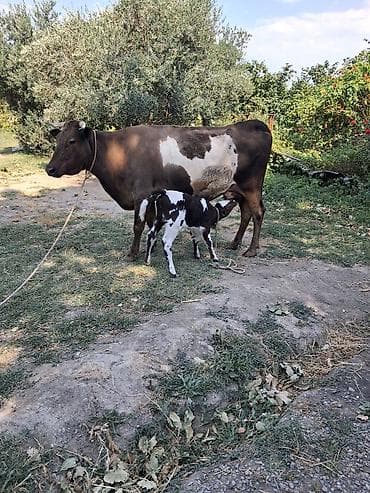 toyuq ucuz qiymete: Dişi, Simental, il: 8, Südlük, Ünvandan götürmə — 3