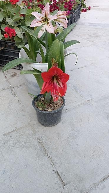 meyve veren kaktus: Satışda: dekorativ otaq və bağ bitkiləri - Echinopsis tipli tikanlı — 10