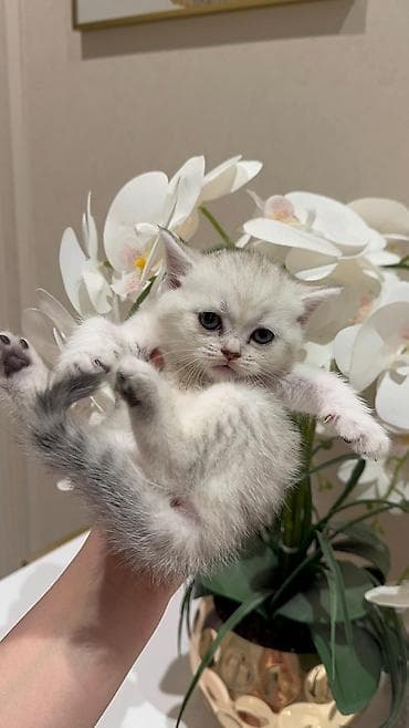 heleb keçisi: Şotland yastı qulaq — 1