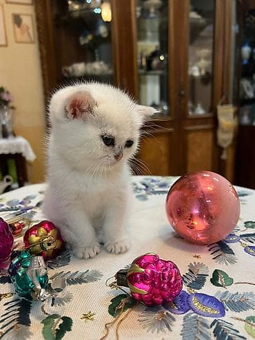 akvarium 120 cm: Britan yastı qulaq, Yaxşı əllərə — 1