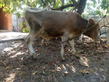 sudluk inekler satışı: Super yeyimgil danalardı — 2