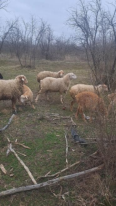 Qoyun sürüsü – 6 erkey 2 disi 9 aylliqdilar