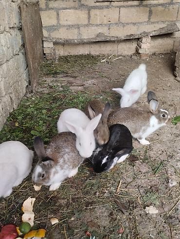 emircanda satilan heyet evleri: 120 kv. m, 4 otaqlı, İşıq — 4