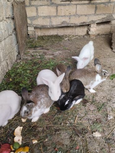 kaliforniya dovşanı: Məhsul: Dovşanlar (bir neçə fərqli rəng və cins qarışıqları) Təsvir — 1