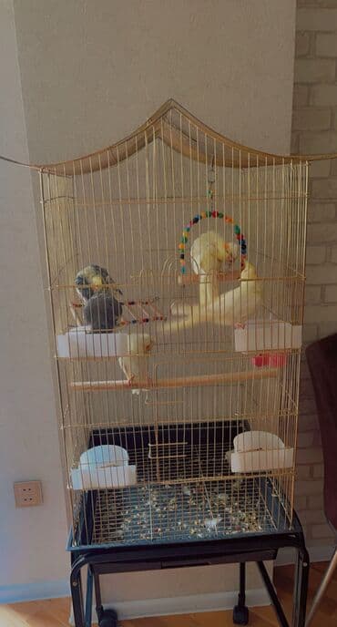 питомники кошек в баку: Boyuk qefesdır 4 yemek qabısı yuvası var quslar ana ata 2baladı erkek — 2