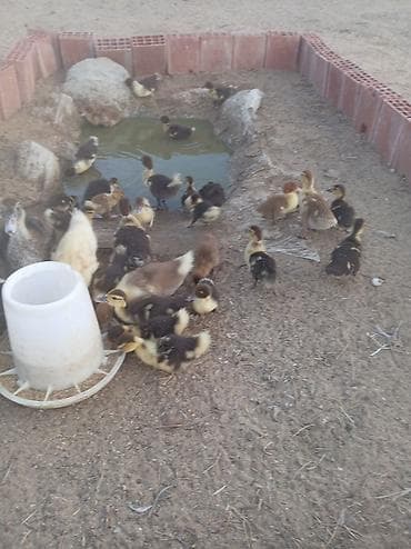 hind qusu: Muscovy ördəkləri – bala ördəklər - Cins: Muscovy (Hind ördəyi) - — 2