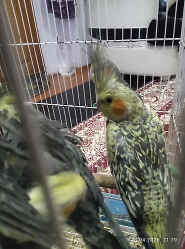 heyvanlar quslar: Məhsul: Nimfa tutuquşuları (Cockatiel) Tam sağlam karella — 3
