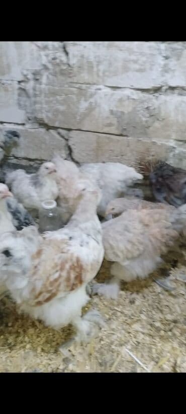 tutuquşu qiymeti: Toyuq cücələri, Damazlıq — 7