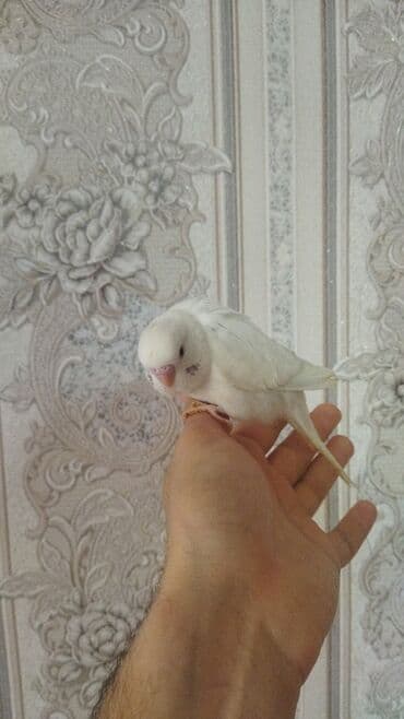 amerika devequsu haqqinda melumat: Sağlam aktiv ve ələ oyreşen erkek balalar. Ünvan Nesimi metrosu — 3