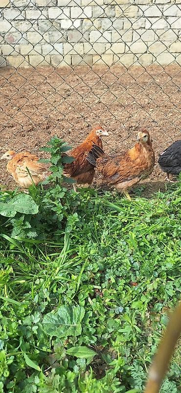 toyuq sortlari: Toyuq cücələri, Damazlıq, Ödənişli çatdırılma — 4