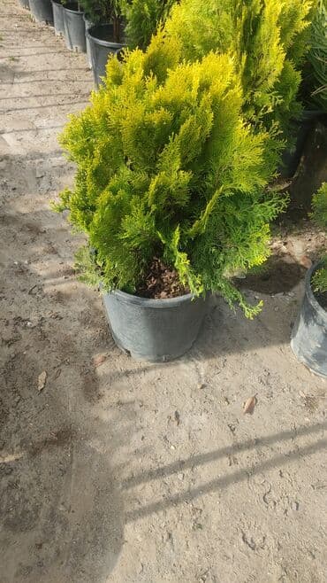 üzüm ağacı: Dekorativ ağaclar gül çiçək qazon torf torpaq ağdaşlar satşi ağacların — 11