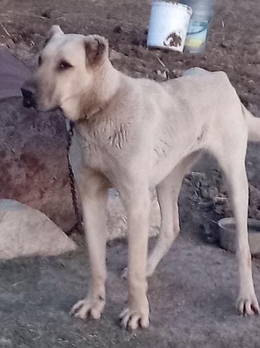 Kanqal, 1 il, Dişi, Cütləşmə üçün, Ünvandan götürmə