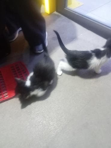 pişik yuvasi: 5 Dənə dir. Pulsuz Verlir yaxşı baxan olsun Allaha xatir — 4