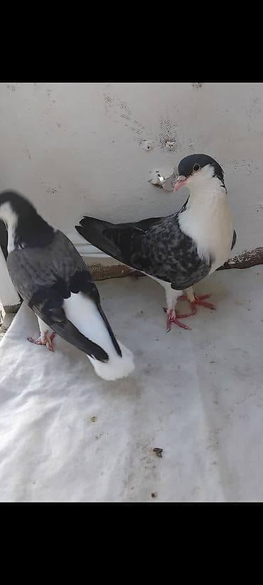 derzi quşu: 16 eded Dekarativ göyercin delfinlerin cütü 30 manat topasi 145 manat — 6