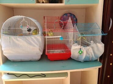 купить клетку для морской свинки: Dalmatin (nimfa/budaq) xoruz-quş qəfəsləri və aksesuarları dəsti — 1