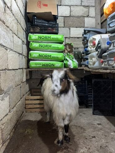 balasına sud verməyən qoyun necə adlanır: Çəpişdər satılır 2 denedi — 2