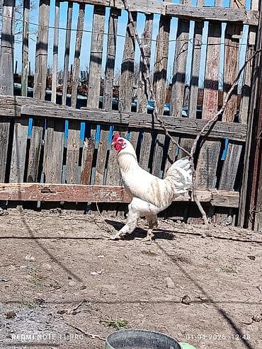 mayali yumurta satisi: 10 aylig sağlam və aktiv xoruzddu Sağlamdır öz heyətin gusudur Qiyməti — 6