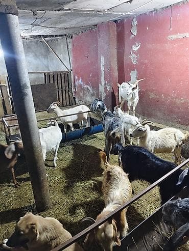 haski satisi: Satlıq keçi sürüsü - Növ: yerli cins qarışığı (ağ, qara, boz və — 9