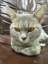 tükü olmayan pişik: Şotland, Erkək, Yaxşı əllərə, Ünvandan götürmə, Ödənişli çatdırılma, Rayonlara çatdırılma — 14