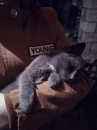 pisik etibarli ellere verilir: Ev pişiyidir. cinsi british. 1 yasi var, disi (adi mikuli) isimle — 4