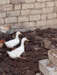 Inəklər, öküzlər: Salam Aleykum Diməli ünvan Meşdağa cütü 30manat cidi alıcıya indirim — 1