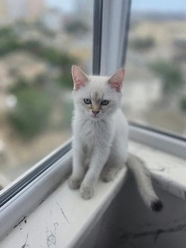 anqor pisik: Silver şınşıla — 3