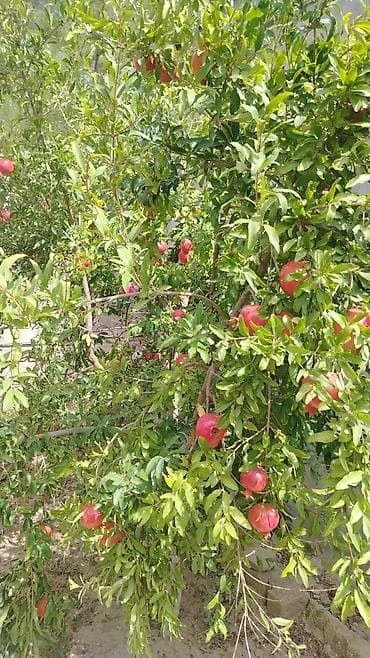 mingecevir emlak.az: 80 kv. m, 3 otaqlı, Kombi, Qaz, İşıq — 6