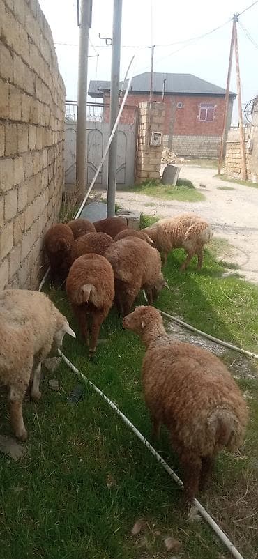 ag at satilir: 12 kilodan 15 kiloyacan var razılaşmaq olar — 3