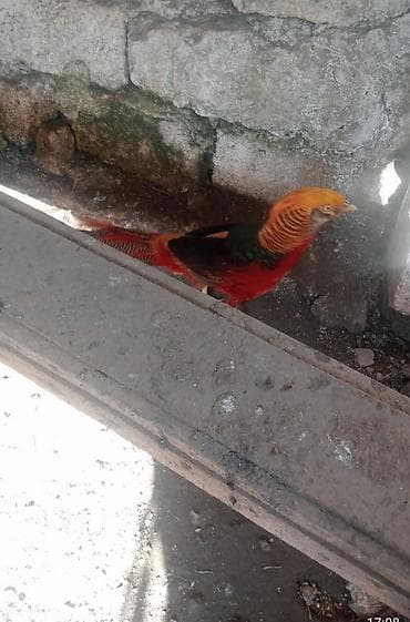 Qızıl Fazan (Golden Pheasant) – dekorativ və nadir quş - Parlaq