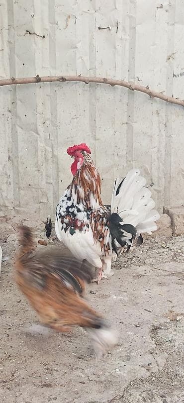 bantam: Toyuq, Damazlıq — 9