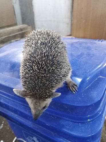 tap az xaski: Kirpilerimiz var satışda ünvan Sabunçu bazarı — 2