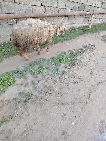 mal satisi: Dişi quzu etlil — 3