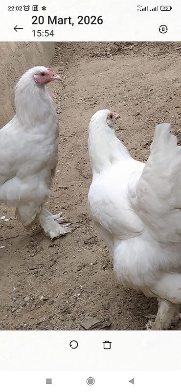 quban toyuqlari: Toyuq, Brama, Ətlik — 3