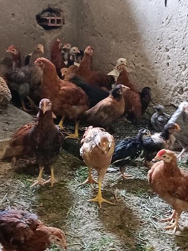 simental erkek dana: Kend colpasi 55gunuy cuceler satilir butov dermani elemisem — 3