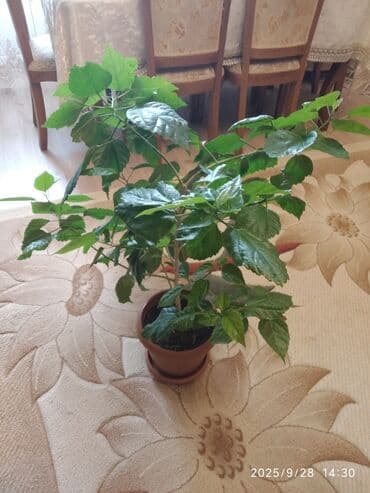 kokelmek ucun bitki caylari: Hibiscus — 4