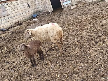 Pişiklər: Ana qoyun və balası (quzu) komplekt - Növ: yerli qoyun cinsi - Dəst — 1