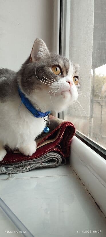 britan pişiyi: Britan — 7